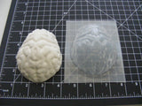 Brains Mold